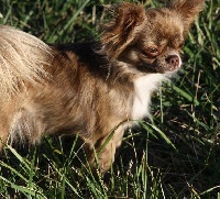 Étalon Chihuahua - L'maya des Petits Mots Doux