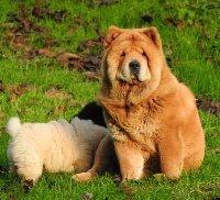 Étalon Chow Chow - Pouka Of Lovely Blueberries