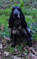 Étalon Cocker Spaniel Anglais - Olléane lovely and little du lac d'Episy