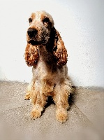Étalon Cocker Spaniel Anglais - Oina du lac d'Episy