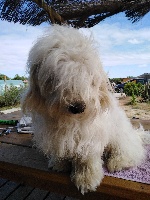 Étalon Coton de Tulear - Olwenn de la boite à malice Du Domaine De Shetlyse