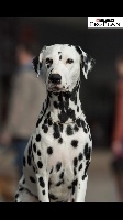 Étalon Dalmatien - CH. Opium du royaume des lys d'or