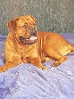 Étalon Dogue de Bordeaux - Madeleine de la vallée de Saint Georges
