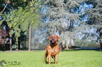 Étalon Dogue de Bordeaux - Naïka De L'Elite Royal Dog