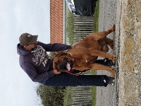 Étalon Dogue de Bordeaux - Opium Du Miel Au Clair De Lune