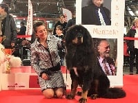 Étalon Dogue du Tibet - Our-khan du domaine de Toundra