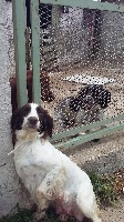 Étalon English Springer Spaniel - Neige De sandie landes