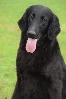 Étalon Flat Coated Retriever - Noir desir de la Passe de l'Eider