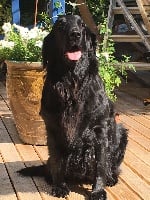 Étalon Flat Coated Retriever - Honore De la plume du pevele