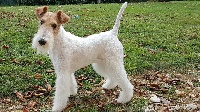 Étalon Fox Terrier Poil Dur - Oriana-girl Des Monts Jurassiens
