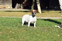 Étalon Jack Russell Terrier - Lazou De beaudribos