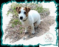 Étalon Jack Russell Terrier - Mystic angel des gardiens de feu