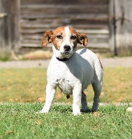 Étalon Jack Russell Terrier - H'lagrosse De beaudribos