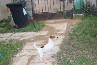 Étalon Jack Russell Terrier - Ouylle de l'antre des jacks