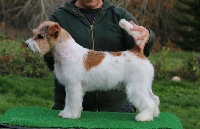 Étalon Jack Russell Terrier - Origami russtyle's du Vallon de l'Alba