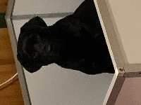 Étalon Labrador Retriever - Lisbonne black De sandie landes