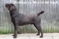 Étalon Labrador Retriever - Newton Du Moulin Sault