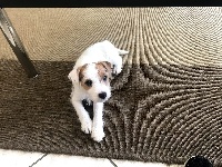 Étalon Parson Russell Terrier - Pandora de l'Anse Royale