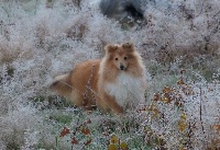 Étalon Shetland Sheepdog - New year's day des Collines de Sagne
