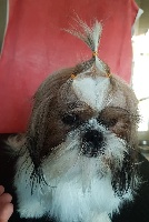 Étalon Shih Tzu - Nicky (Sans Affixe)