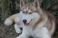 Étalon Siberian Husky - siberian legacy Teona