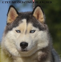 Étalon Siberian Husky - New look de l'écume des cimes blanches