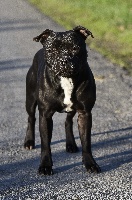 Étalon Staffordshire Bull Terrier - Peaky blinders de la Roche de l'Empereur