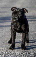 Étalon Staffordshire Bull Terrier - Pull the trigger de la Roche de l'Empereur