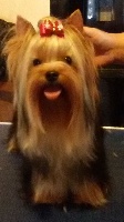Étalon Yorkshire Terrier - Orlinda du clos de faurilles