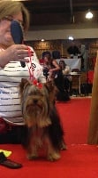 Étalon Yorkshire Terrier - Oxbo de la légende des trolls