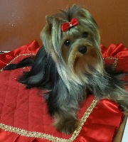 Étalon Yorkshire Terrier - Teenangel Ornella