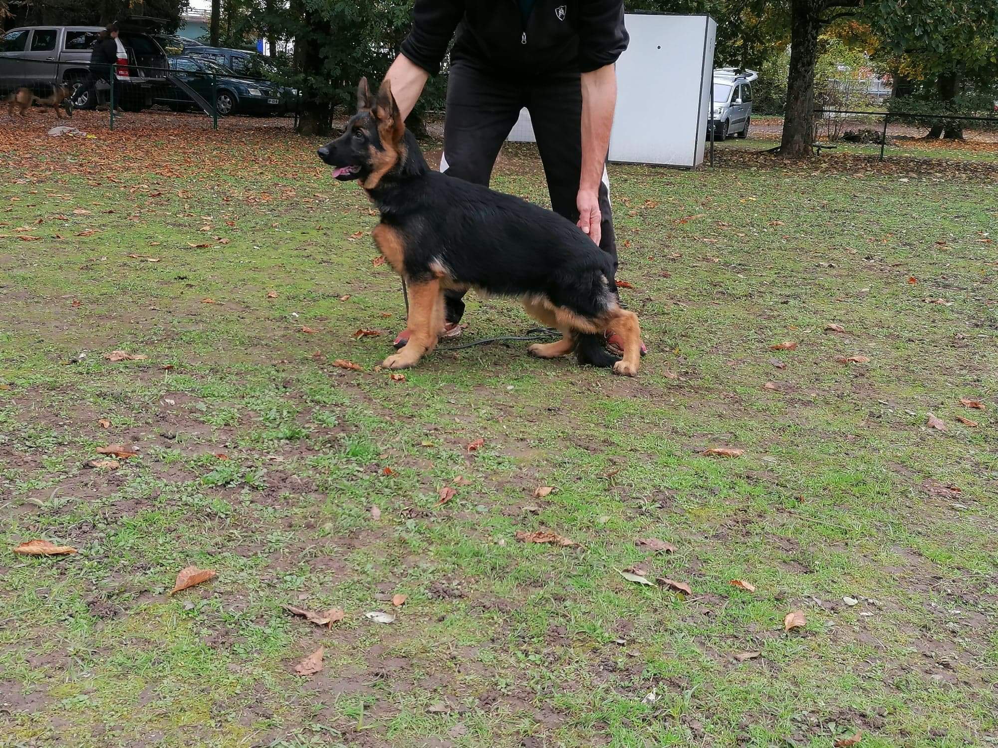 Chien - Elevage du Sol Invictus - eleveur de chiens Berger allemand Chien - Elevage du Sol Invictus - eleveur de chiens Berger allemand