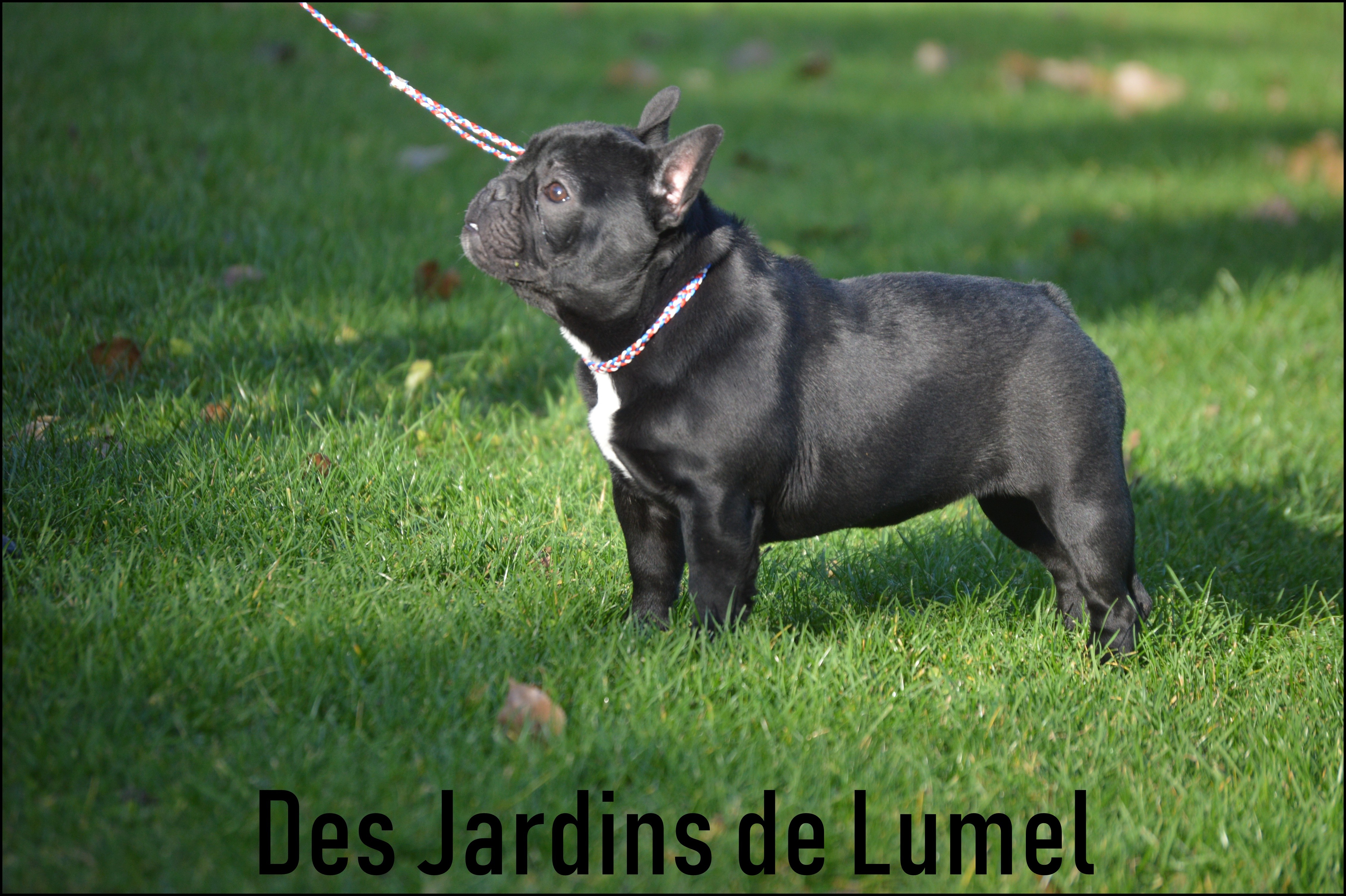 Chien Bouledogue Francais Poeme D Amour Berceau Des Loups Anges Chien Bouledogue Francais Poeme D Amour Berceau Des Loups Anges