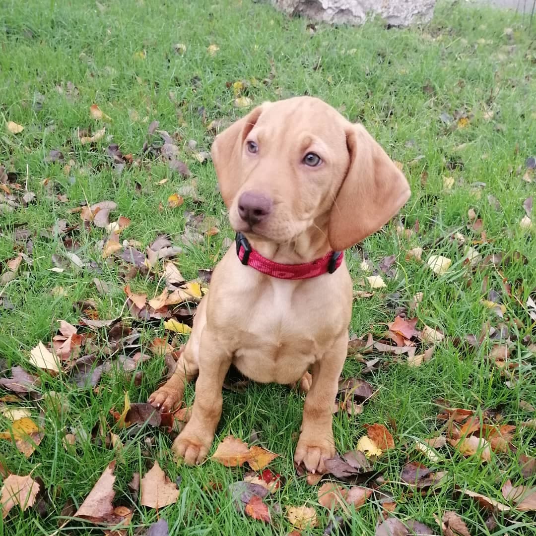 Les Braque hongrois à poil court (Vizsla) de l'affixe   Des Greges Du Bocage
