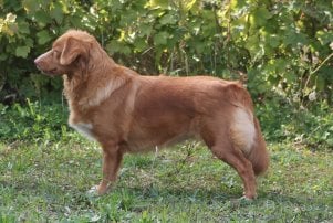 red pepper toller Talita