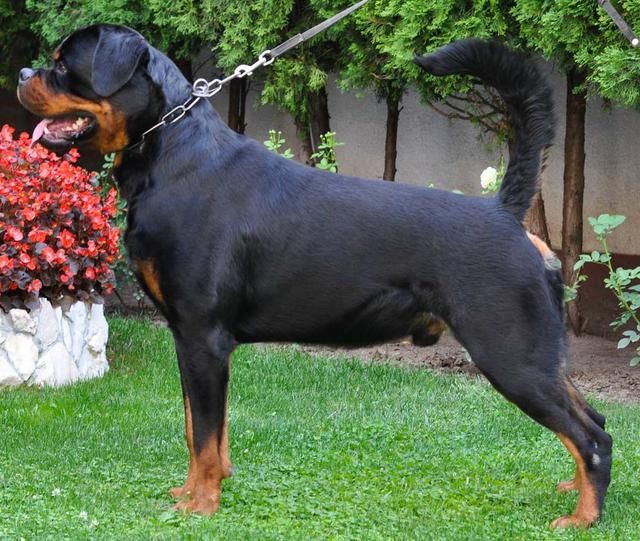 Rottweiler - CH. tk's Ivan the great
