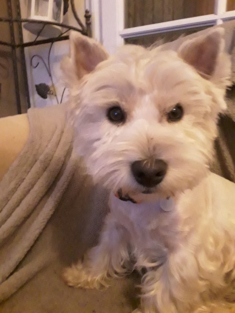 Les West Highland White Terrier de l'affixe   De La Flotille D'Ipik