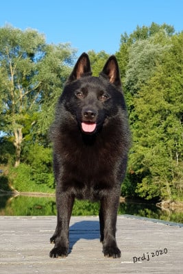 Étalon Schipperke - CH. splendid three color Vigo Pride Of Russia
