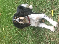 Étalon English Springer Spaniel - des sources de cressenval Eliot