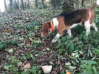 Étalon Beagle - Louki De l'aigle de meaux