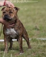 Étalon Staffordshire Bull Terrier - Only the warrior  Beautiful Team