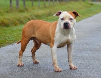 Étalon American Staffordshire Terrier - CH. Highway to hell royal milnikstaff