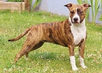 Étalon American Staffordshire Terrier - ringmaster Magnolia