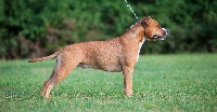 Étalon American Staffordshire Terrier - CH. Mila lee  de la maison d este