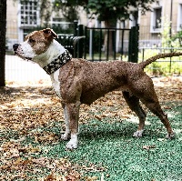 Étalon American Staffordshire Terrier - N'aya (Sans Affixe)