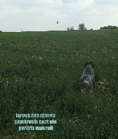 Étalon Barbu tchèque - Farouk cacs ne cacit ete bicp 3 cact gn des Plaines du Cambresis