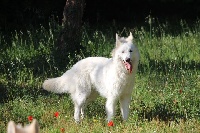 Étalon Berger Blanc Suisse - Oliday dit ollie de la foret d'Arcanin