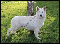 Étalon Berger Blanc Suisse - Oh mammy blue dite blue Du Domaine Charlésien