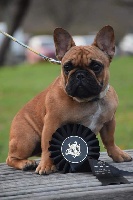 Étalon Bouledogue français - Pearl Du Domaine De La Lortière