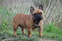 Étalon Bouledogue français - Oxo Du Jardin Des Guess